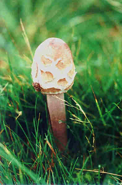 Mushroom,