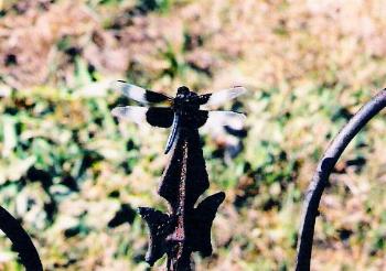 Dragonfly