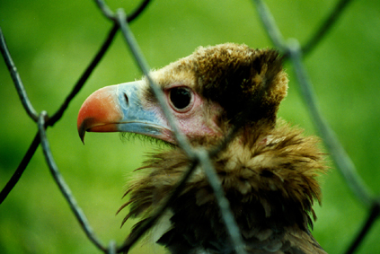 vulture