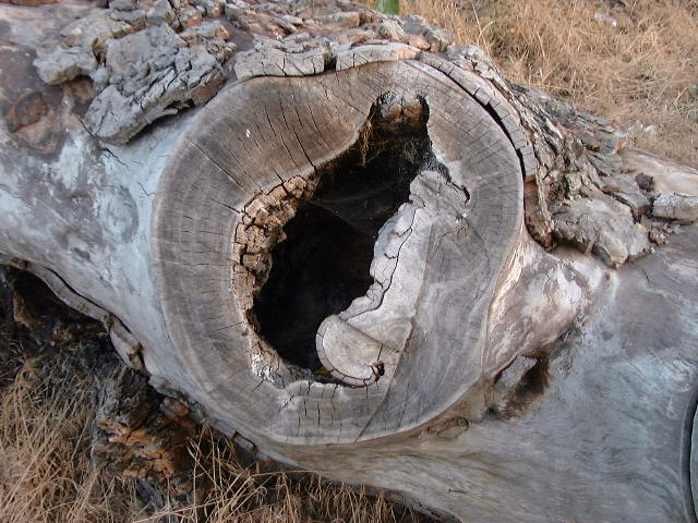 log