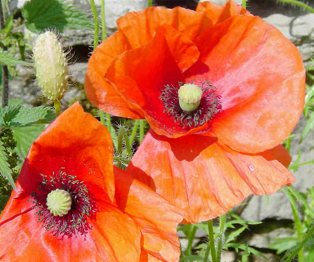 Poppies