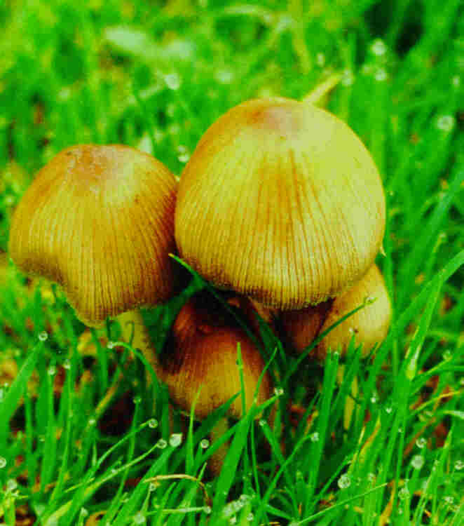 Mushrooms