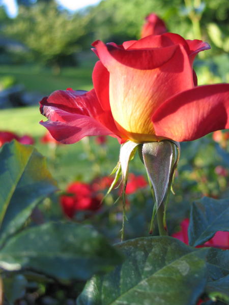 Roses