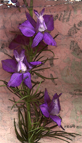 Larkspur