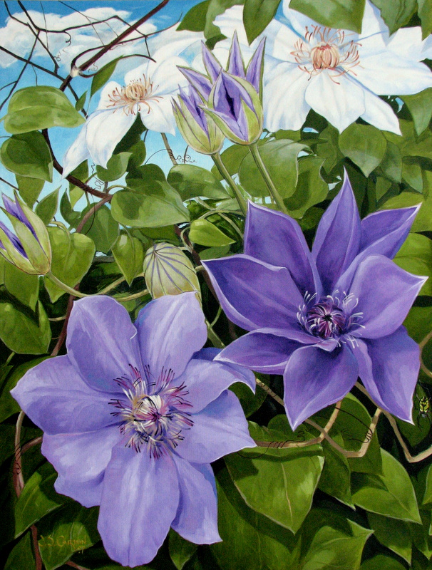 Clematis