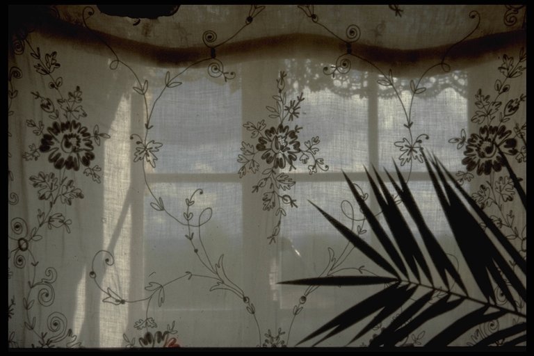 Window
