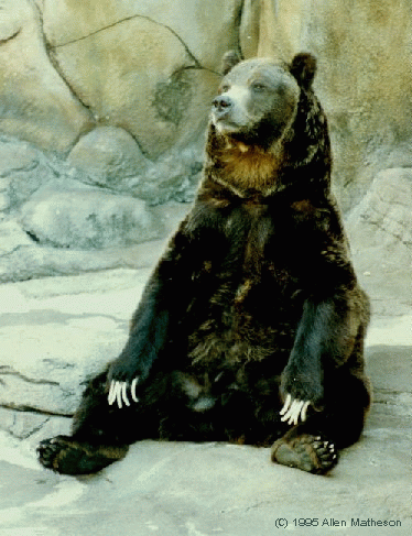 Bear