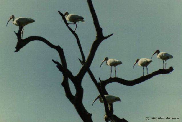 Egrets