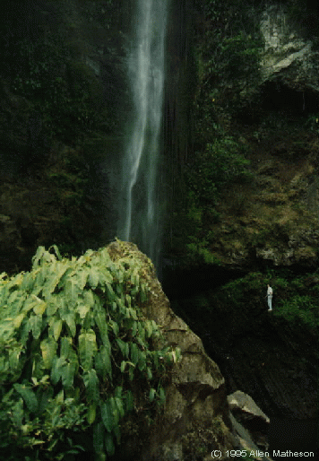 Mexican