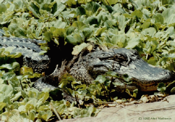 Alligator