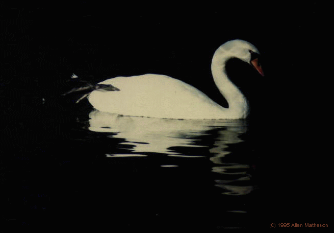 Swan