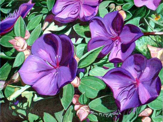 Tibouchina