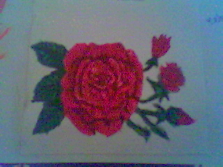 Rose