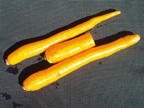 carrots