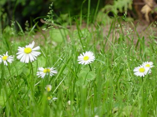 daisies