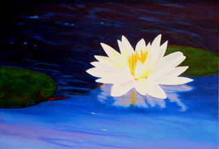 waterlilly