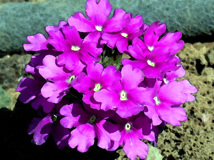 Verbena