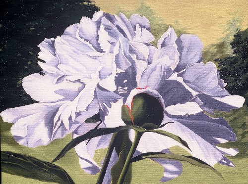 Peony