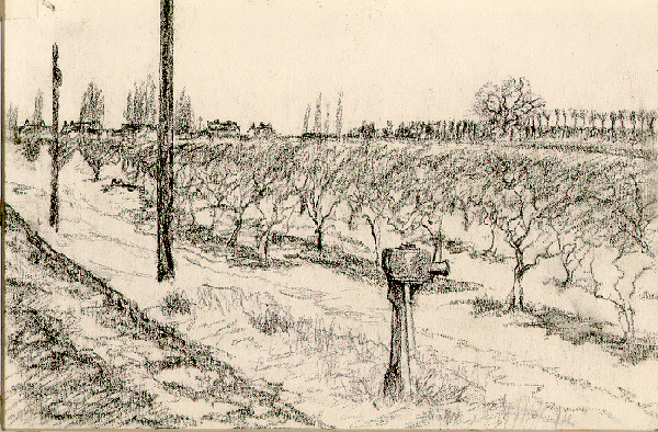 Orchard