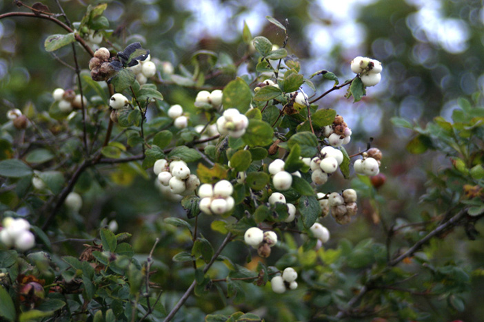 Snowberries