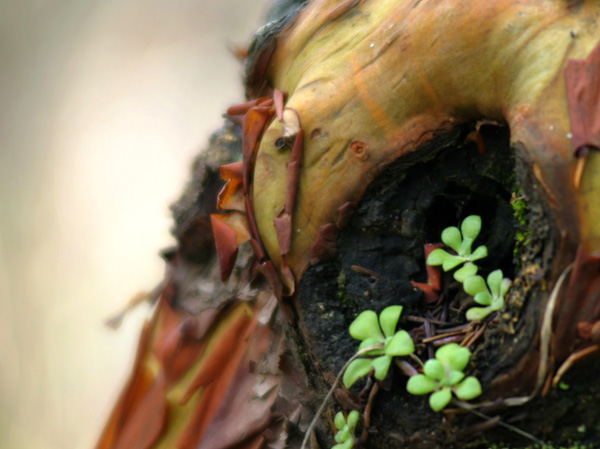 Arbutus