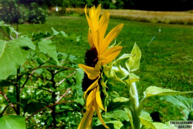 Sunflower