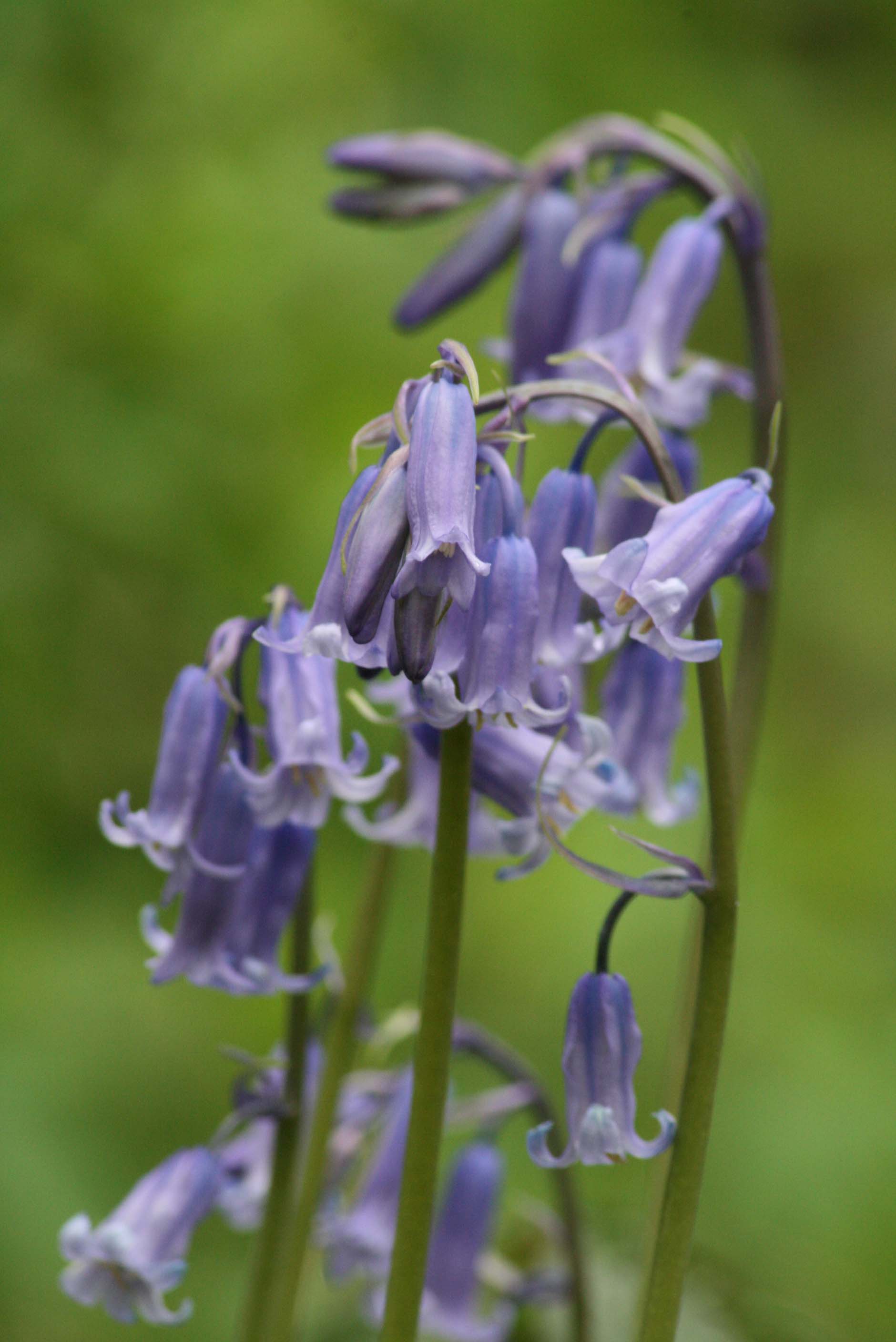 Bluebells