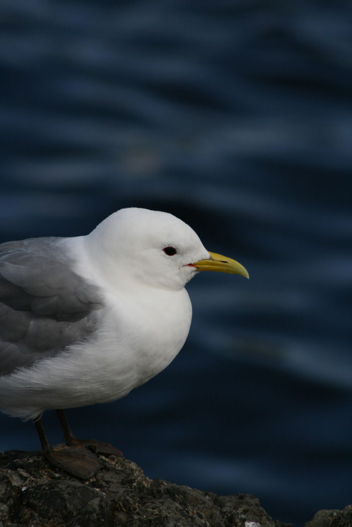 Gull