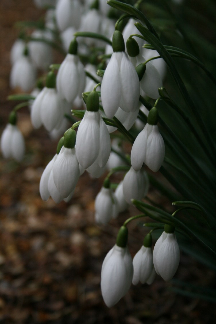 Snowdrops