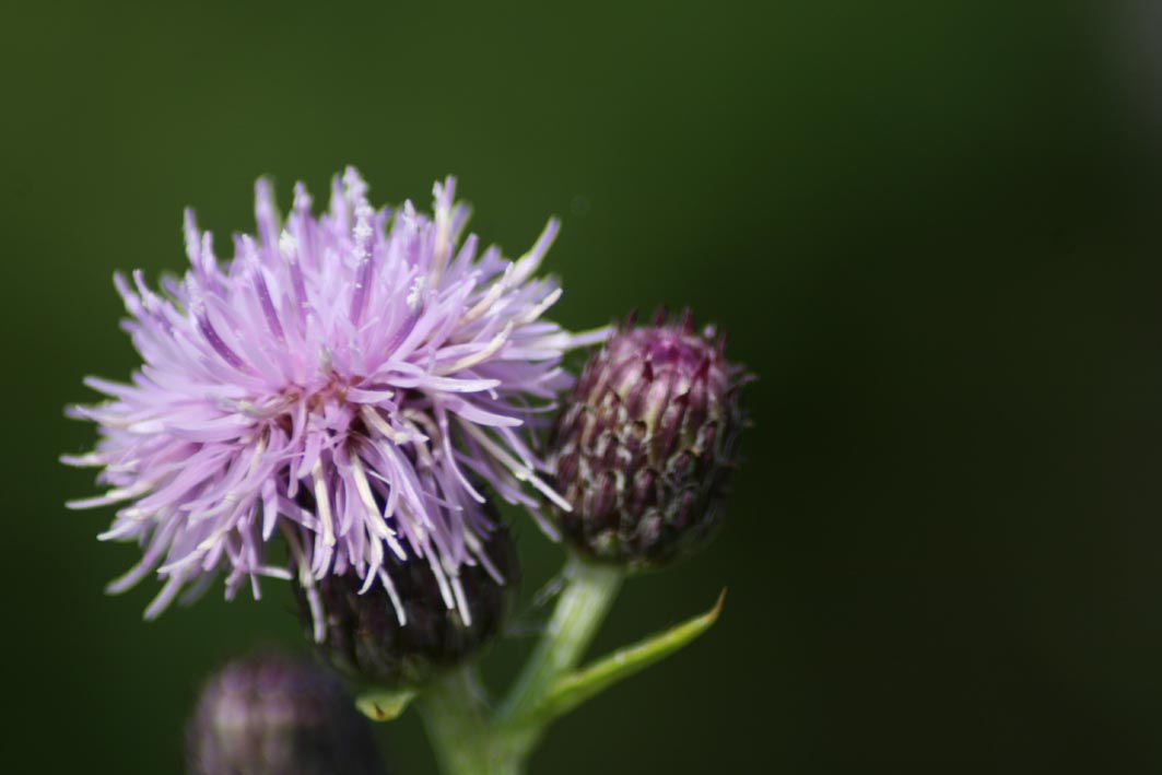 Thistle