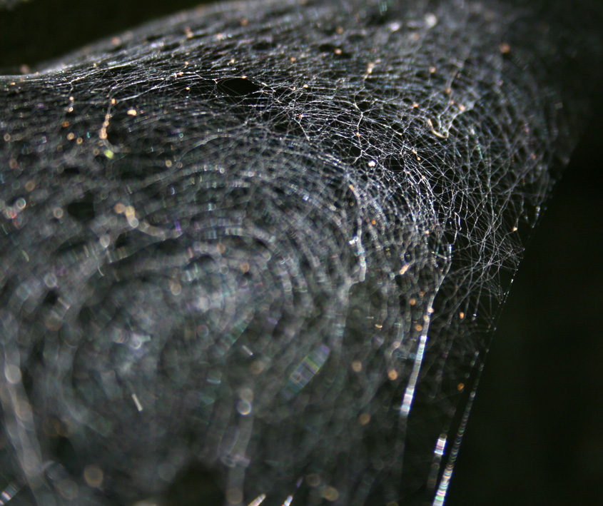 Web