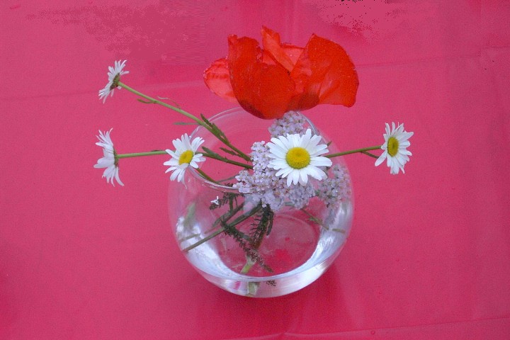 Daisies & Poppy Flower