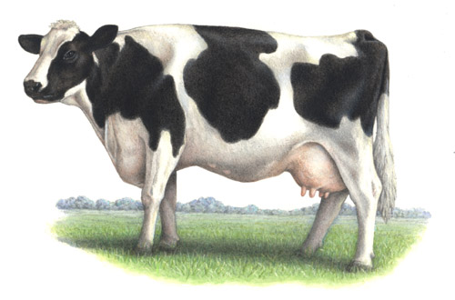 Holstein