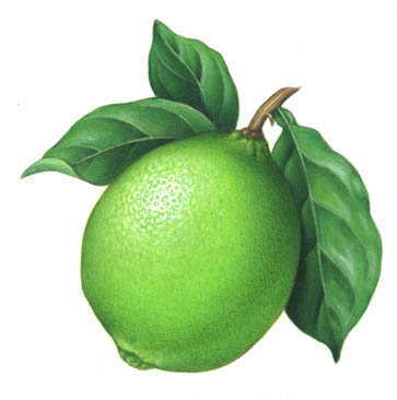 Lime