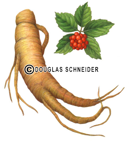 Ginseng