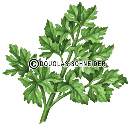 Parsley