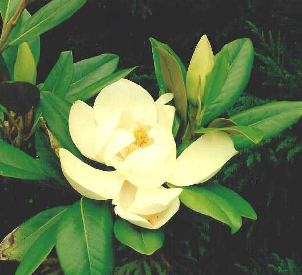 Gardenia