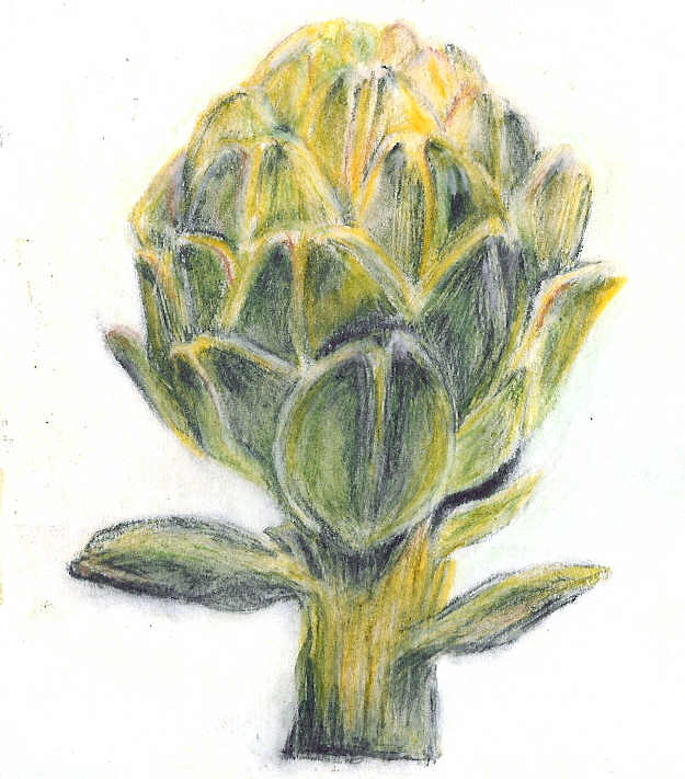 Artichoke